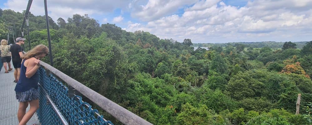 Kids looking over a treetop bridge into green forest. Singapore is a perfect layover on an gap year itinerary. 