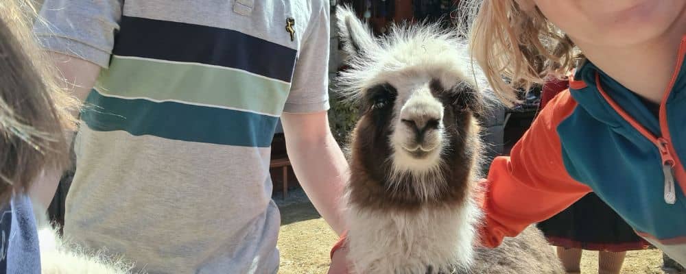 Alpaca selfie in Peru with kids.