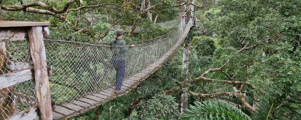 A wooden suspension bridge through a leafy tree top trail in Peruvian Amazon Rainforest.