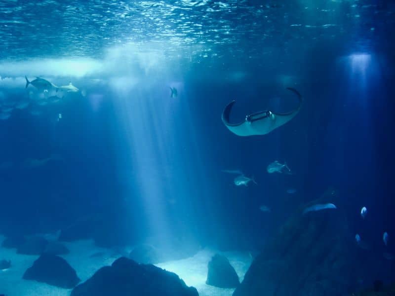 The morning rays striking through the water highlighting manta rays elegantly swimming while snorkellers experience the ocean