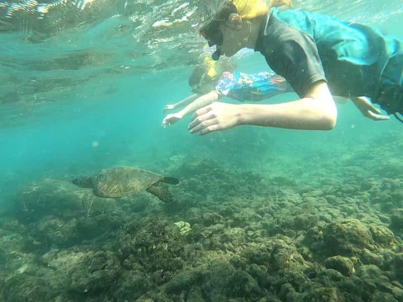 Our kids snorkelling in Sri Lanka with a turtles