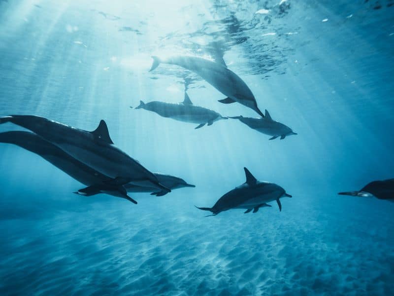 A pod of dolphins navigating the ocean. A perfect scene to see when snorkeling with kids.