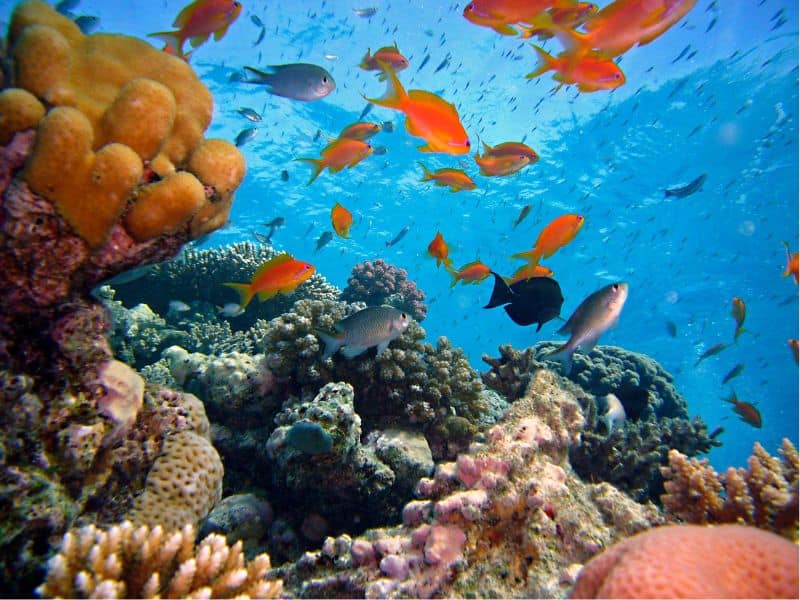 Vibrant underwater view which is common when snorkelling.