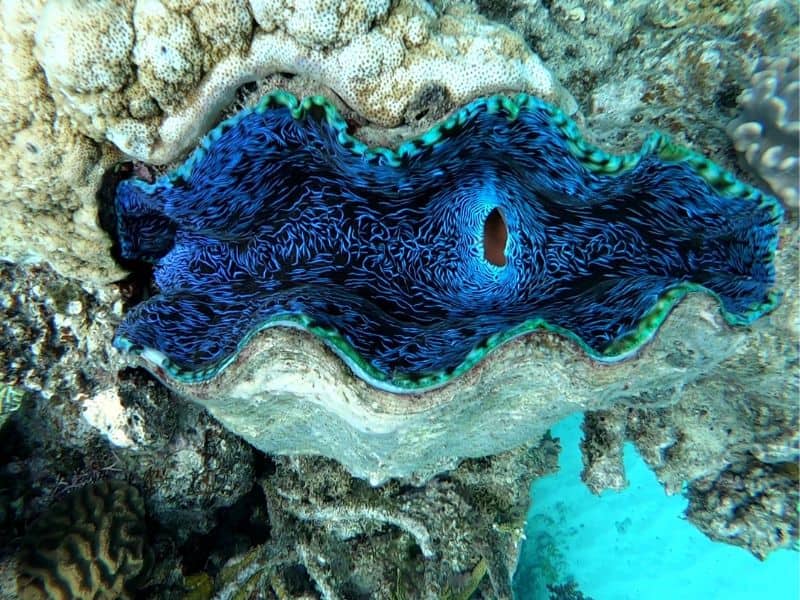 A large clam with blue and green colouring. Spotted while snorkelling the Whitsundays in Australia