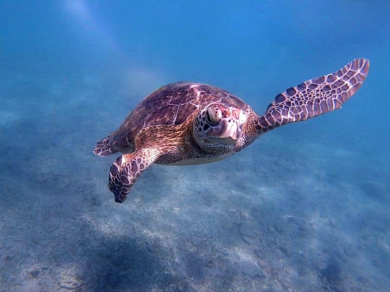 A green turtle swimming forward. There is worth while snorkel in Sri Lanka for kids.