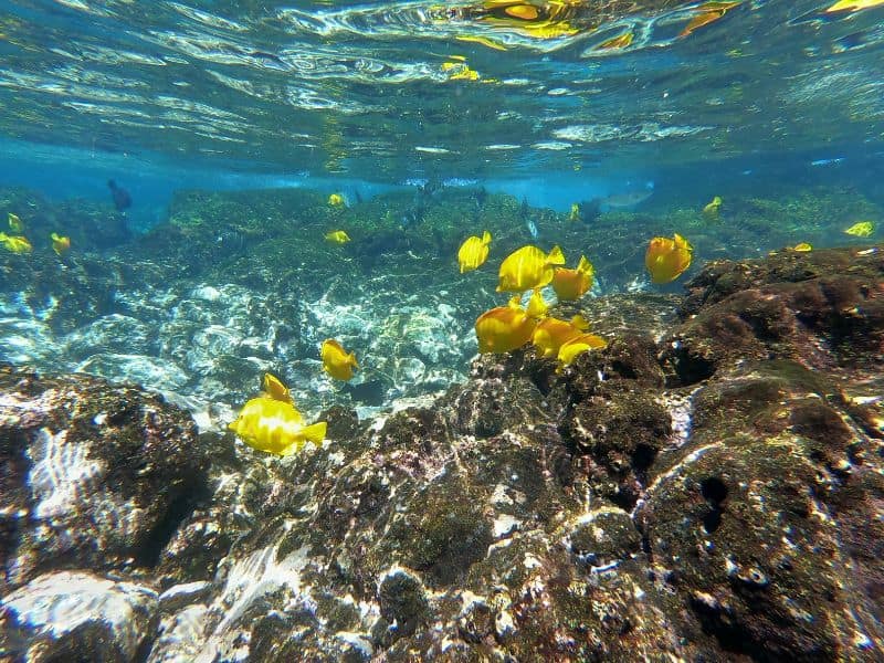 An underwater view from Hanauma Bay, Hawaii