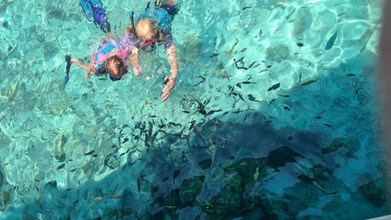 Lots of fish making this one of the best snorkelling destinations with kids