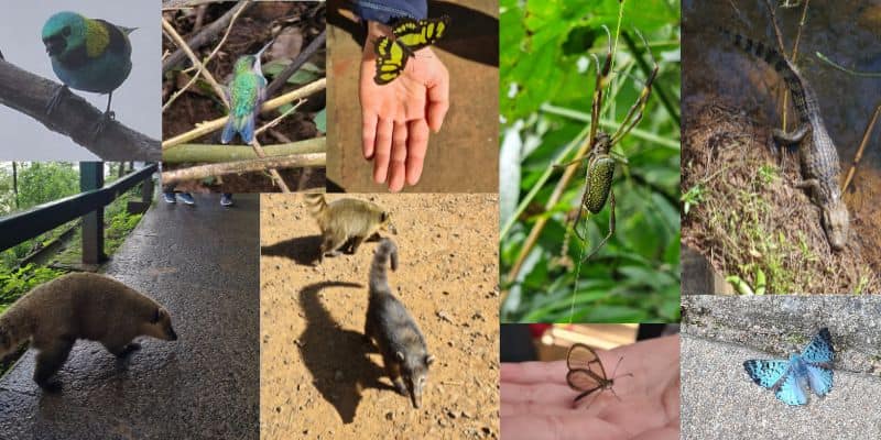 A selections of wildlife in Iguazu Falls national park, Brazil with kids