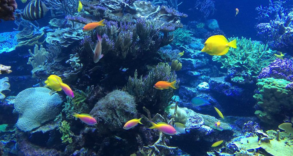 A vibrant kaleidoscope of fish swimming in reef underwater. Viewed when snorkelling with kids. 