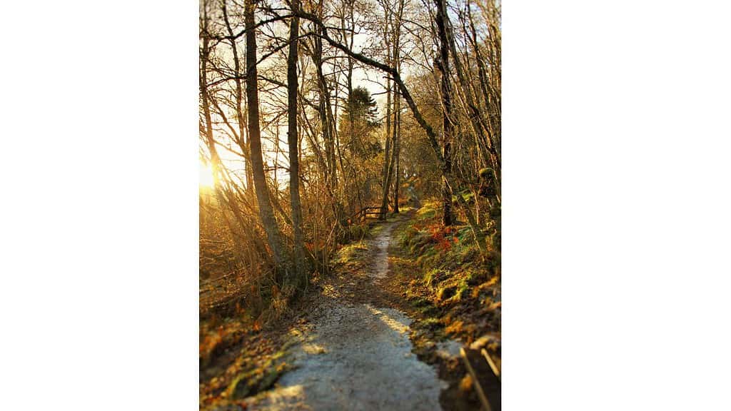 Sun shinning through a wooded family friendly hike in Scotland.