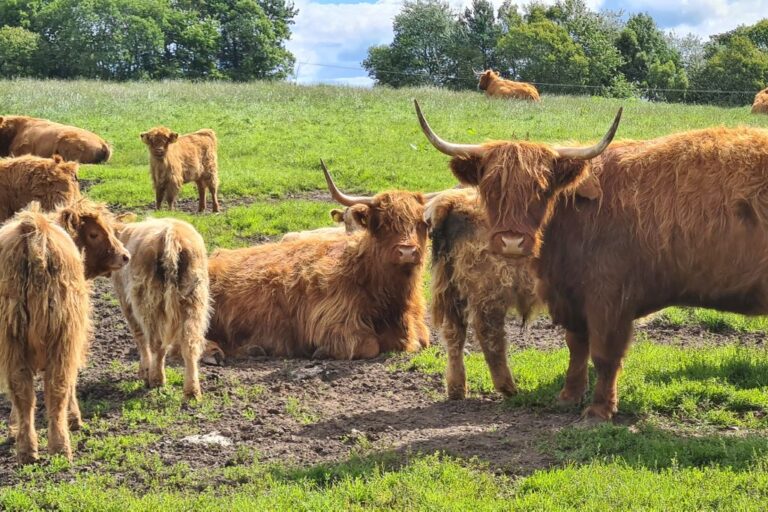 A family of Highland cows in a green field in Scotland.