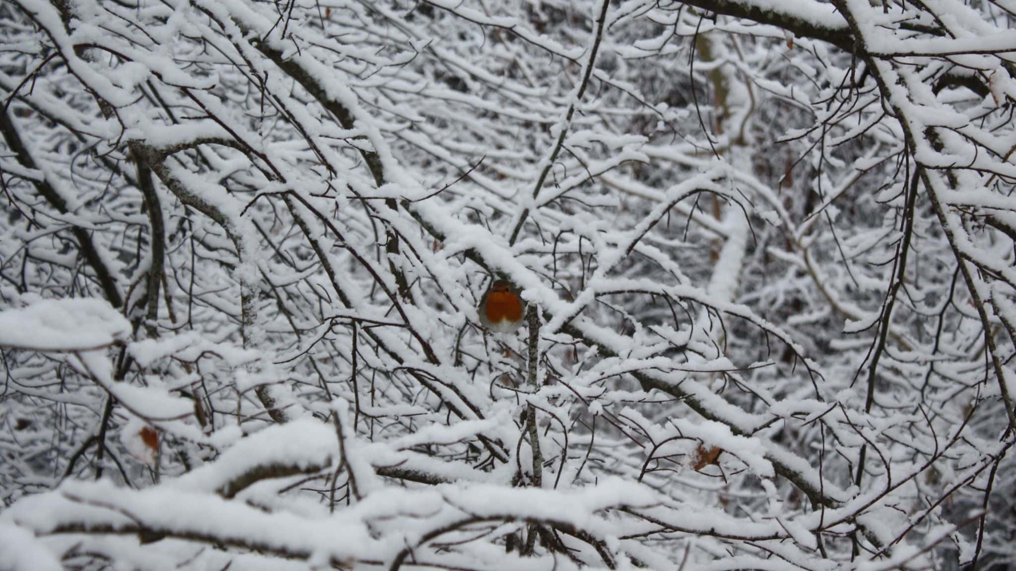 Fresh snowfall on branches with a robin in Scotland.