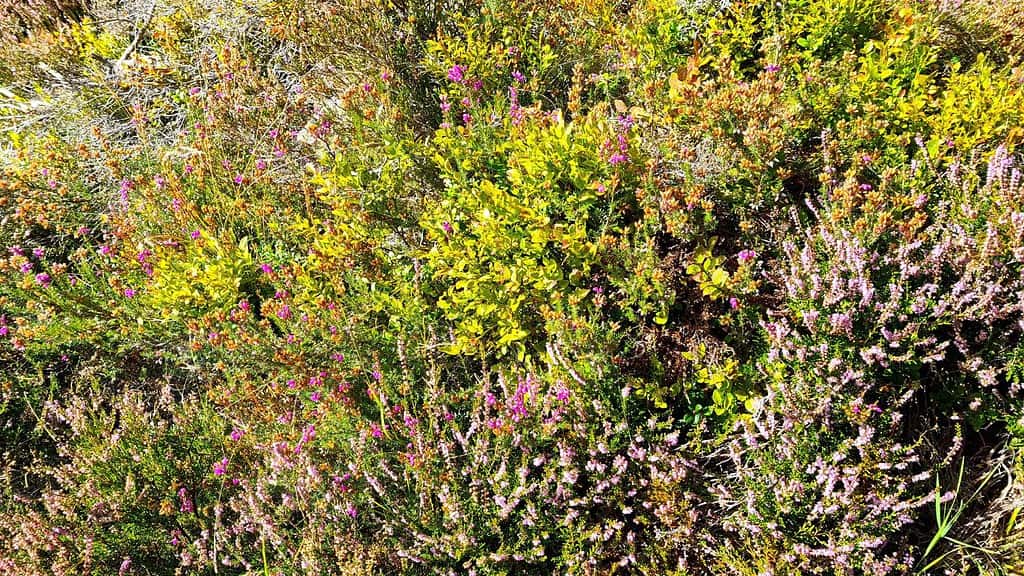 Prickly heather found while hiking in Scotland