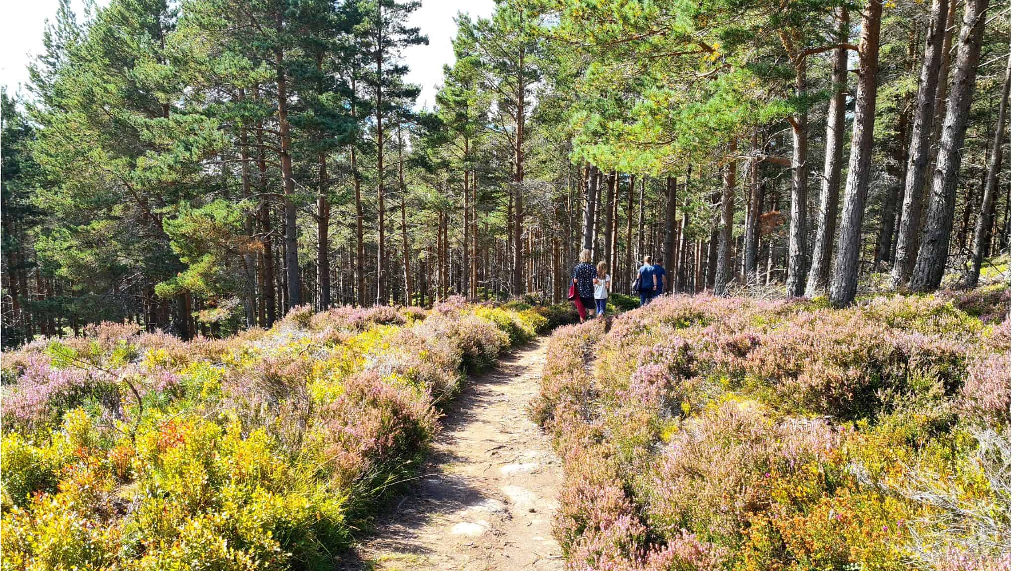 Heather and pine forest near the pyramid in Scotland 