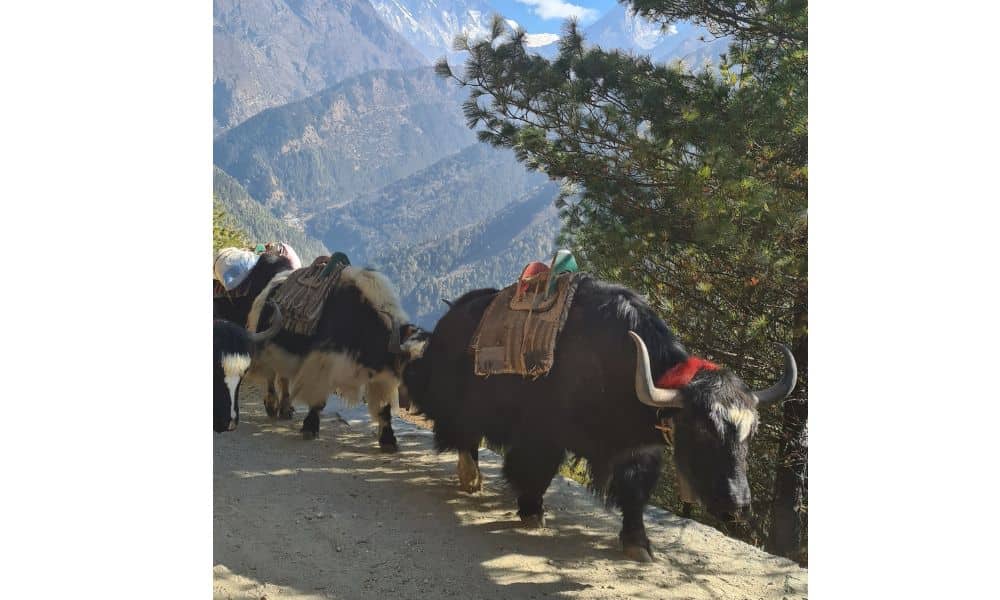 A Yak train along a mountain path with trees and mountains in the distance.