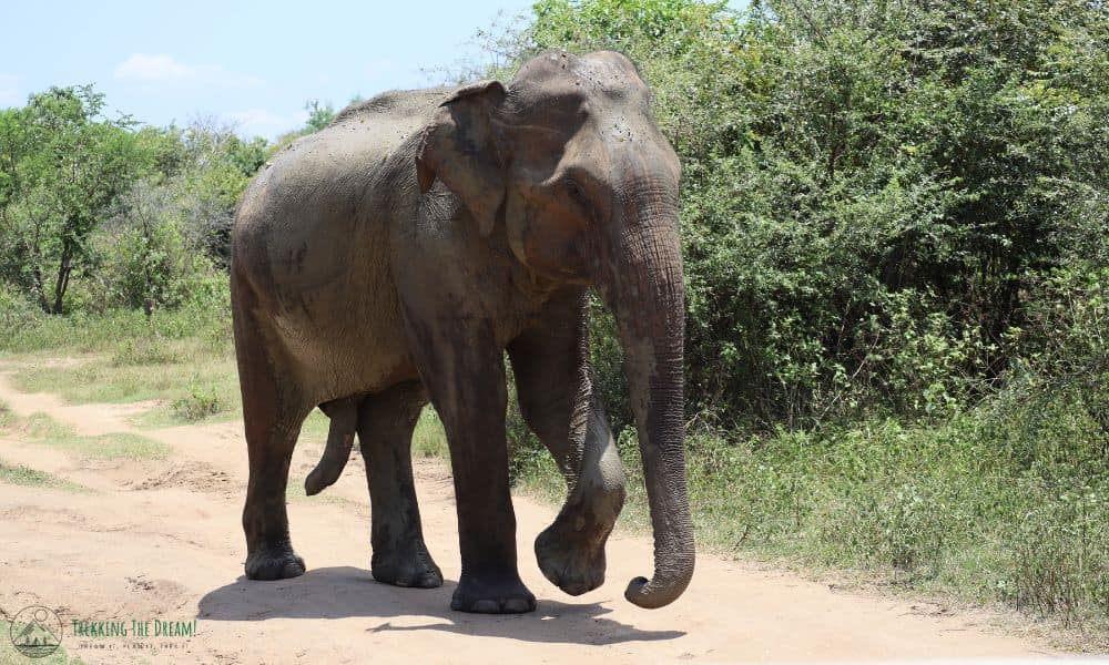 Indian elephant walking down dust path with bushes behind in Sri Lanka.