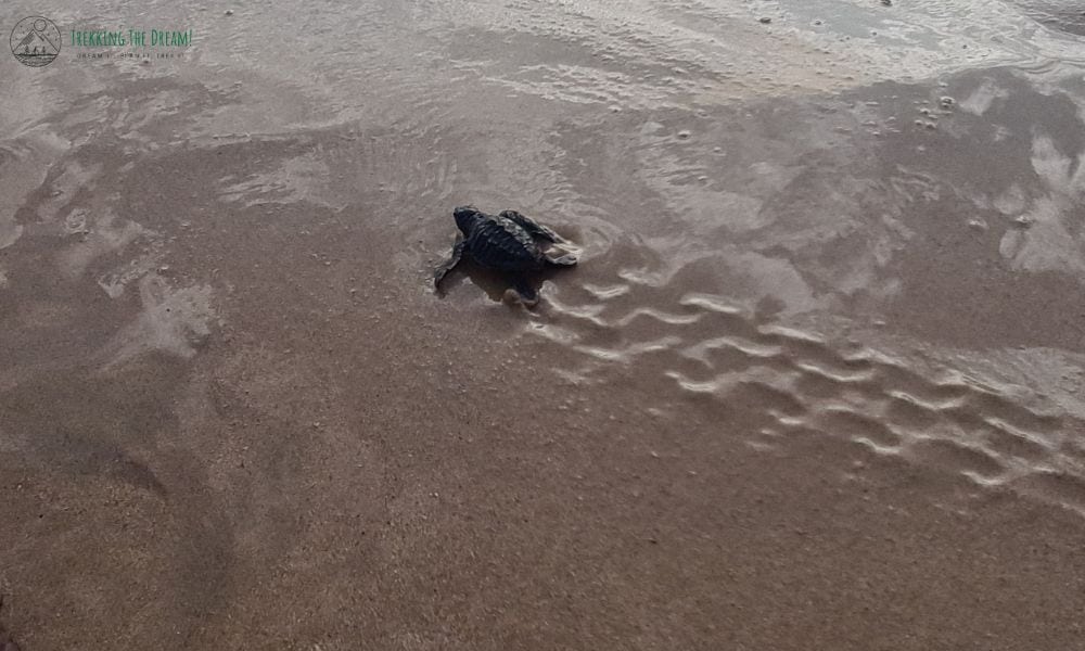 black baby turtle making tracks on a wet sandy beach. Seeing turtles in Sri Lanka is a top thing to do with kids.