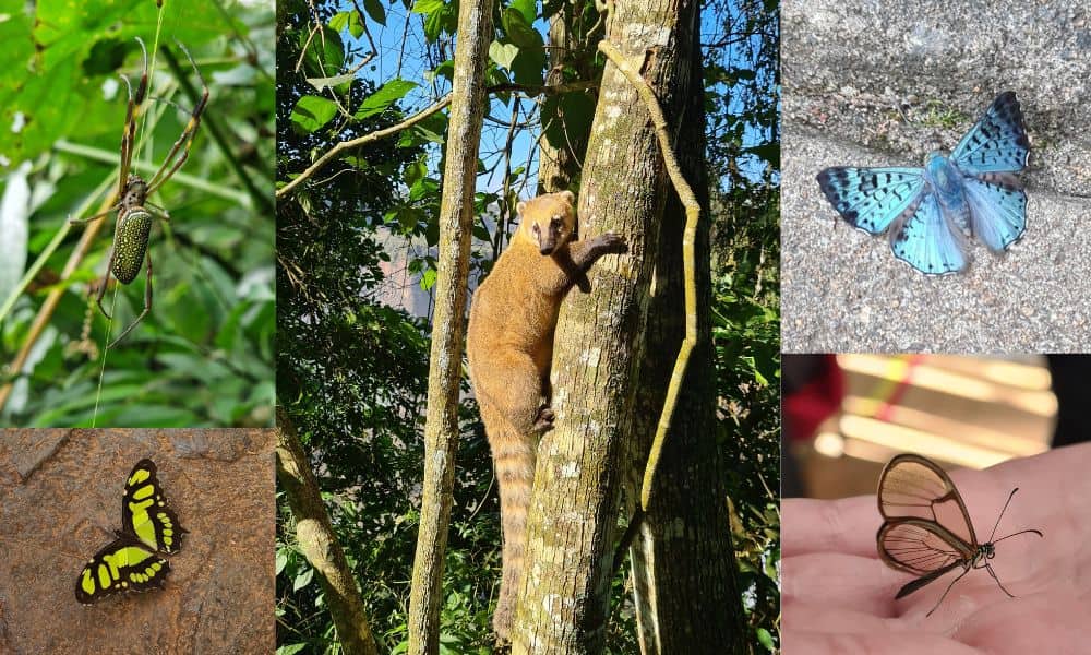 June is the best time to visit Iguazu Falls. A collage of wildlife - a yellow, blue and glass butterfly, spider and coati on a tree.