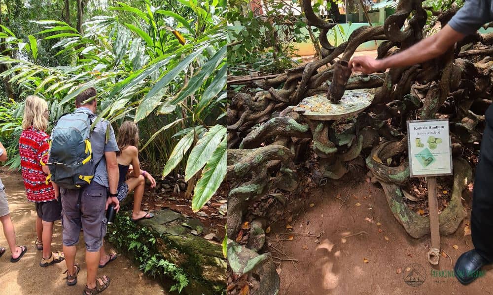 Family with kids stood in a spice garden in Sri Lanka. A Person holding wood in front of a tree with a signpost infront. 