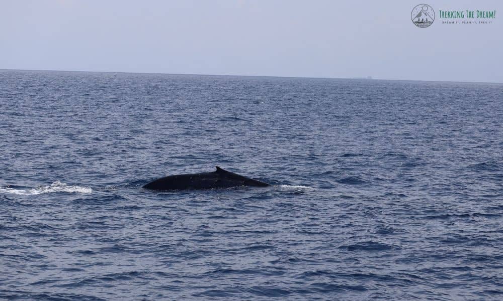 A whale breaching the sea in Sri Lanka.