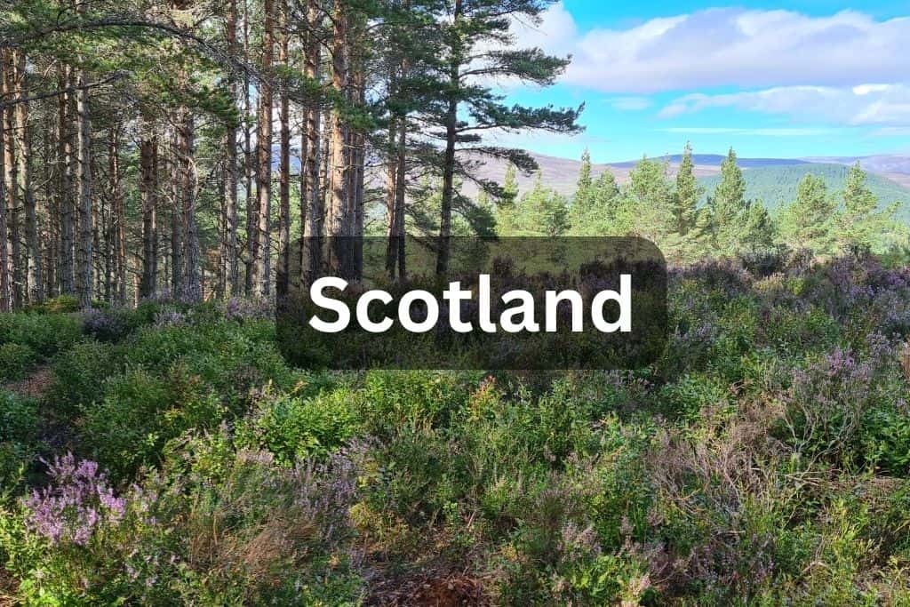 Woodland view of green heather and trees with blue sky and fluffy white clouds with the word Scotland.