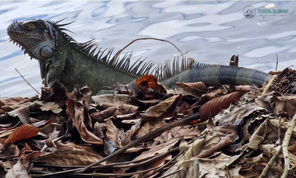 Iguana on leaves at the edge of water in Tortuguero is one of the best places to see wildlife in Costa Rica.