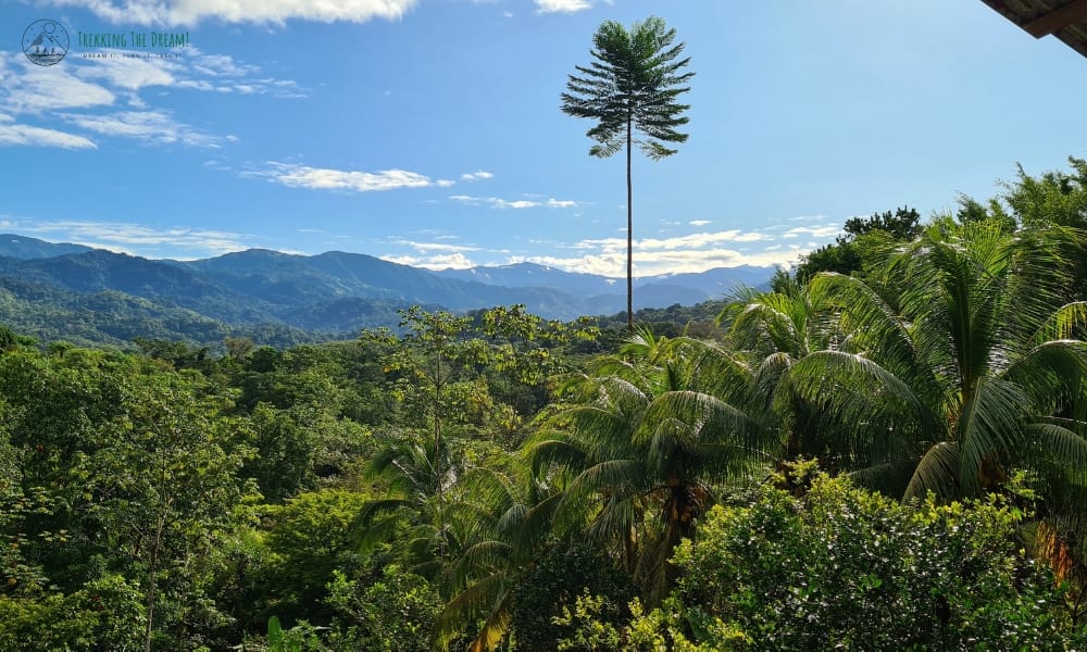 View over a rainforest canopy to green mountains in the distance with blue sky.