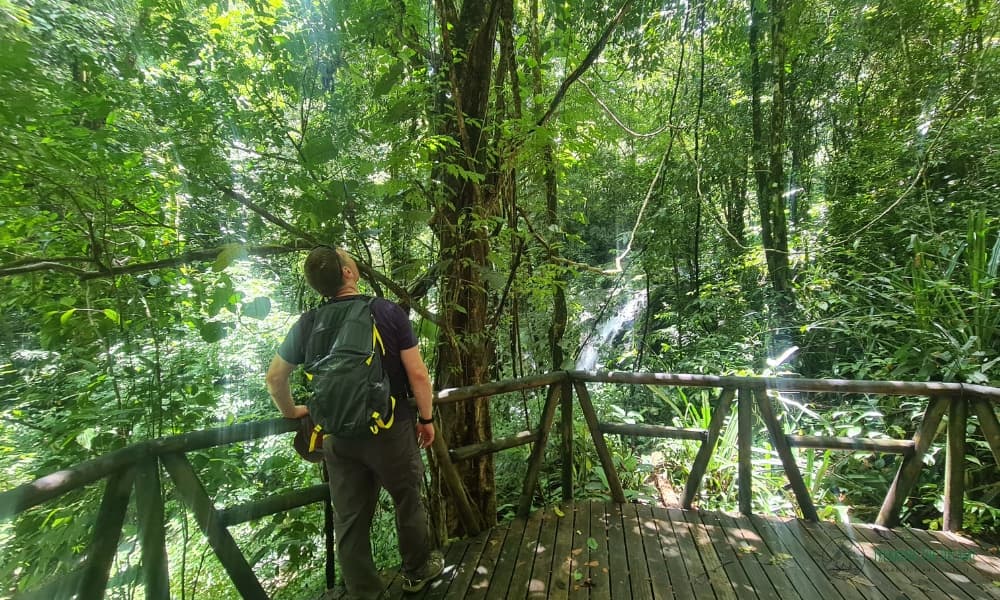 Man looking up admiring the rainforest canopy in Costa Rica.