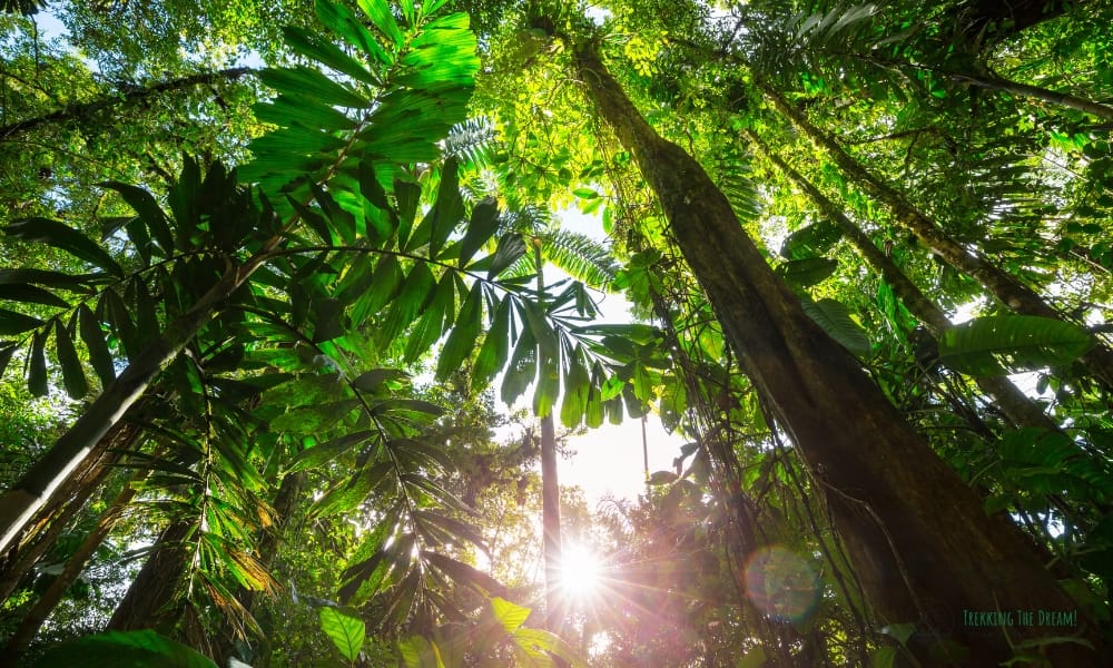 under a green rainforest canopy looking up to the sky making you wonder if Costa Rica is an Island? 