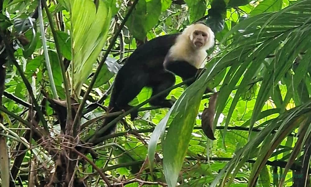 Monkey in a green rainforest