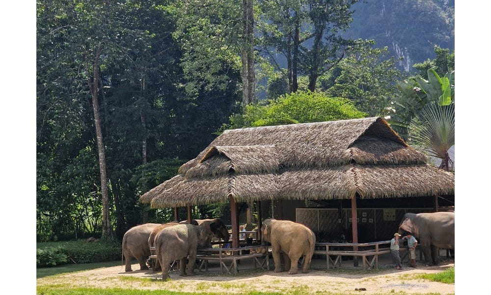 Elephants at a hut in the jungle will hills behind.