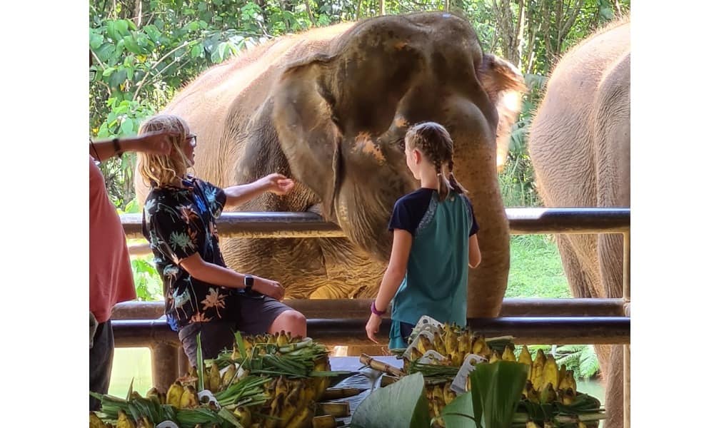 kids interacting with an elephant behind a barrier. Bananas on the table in front.