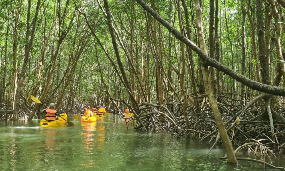 A group kayaking a river through mangroves in Thailand.