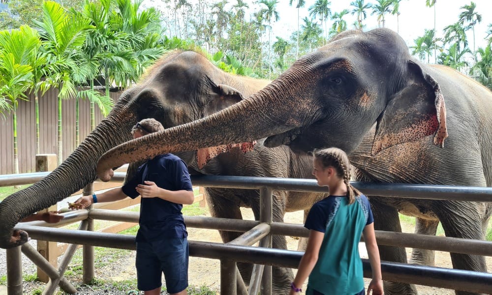 Elephant Hills Thailand: Family Of Five Review + Photos & Tips