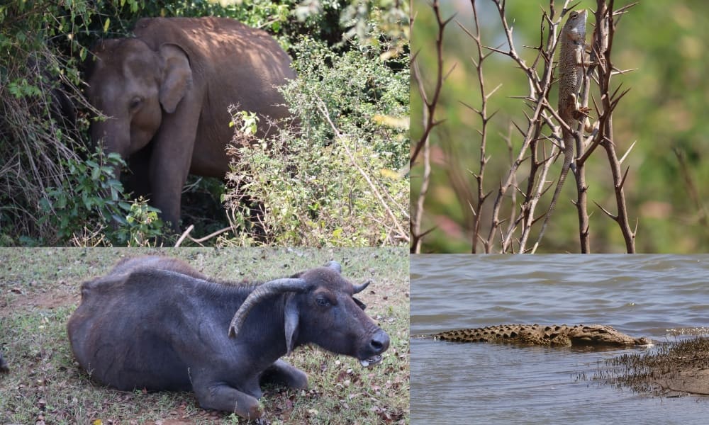 Elephant hiding in trees, a Crocodile laying in water, a buffalo laying on land and a lizard laying on a stick. 