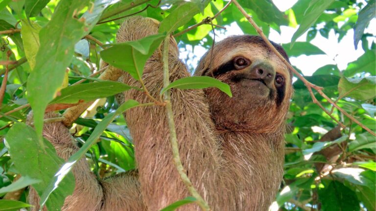 a close up sloth climbing in green leaves