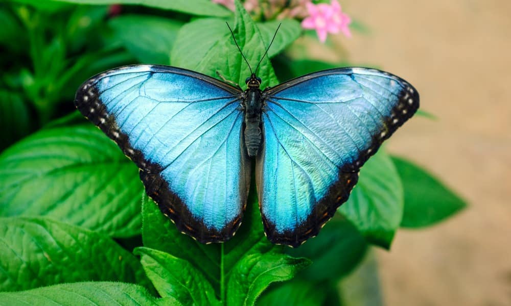 Large blue butterfly on a leaf