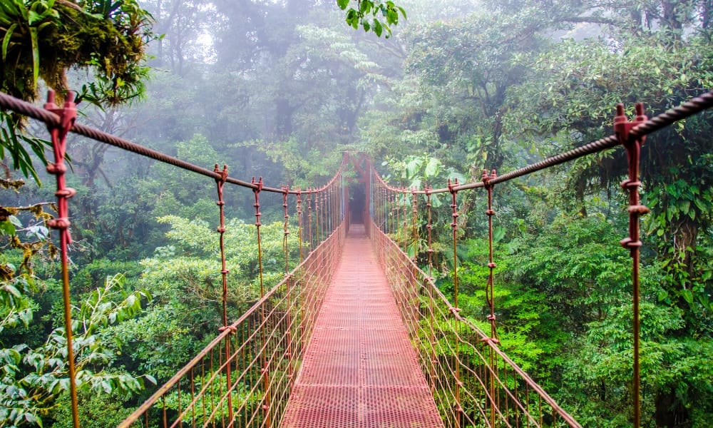 Hanging Bridge in a Cloud Forest