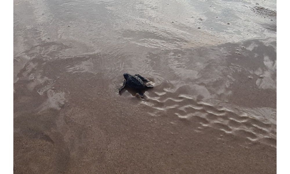 Baby turtle making tracks in the wet sand on the beach