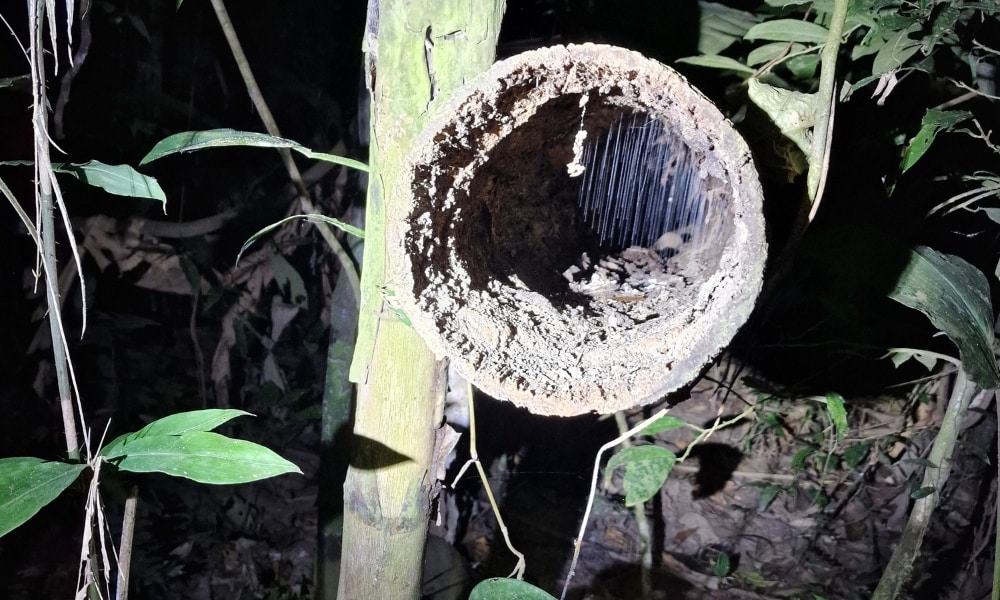 Webs in the rainforest at night