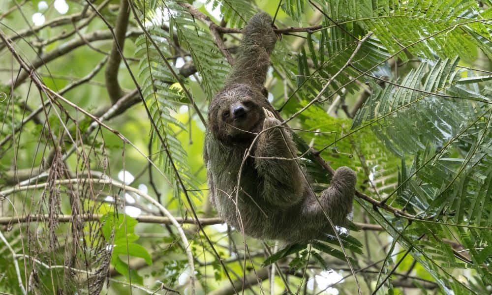 A sloth hanging in a tree