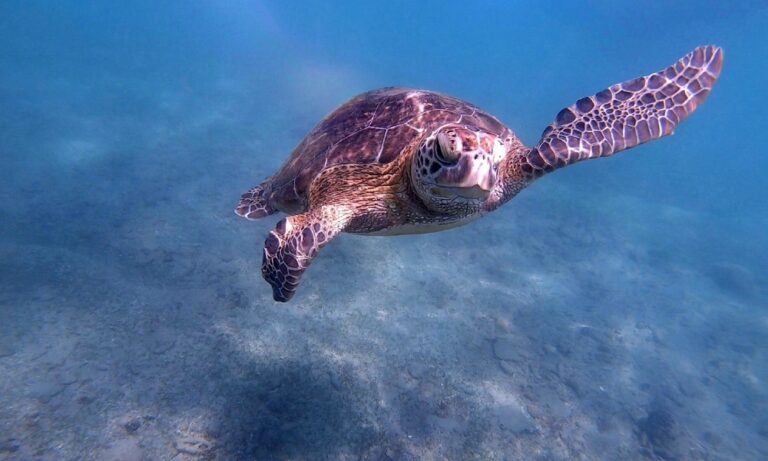 A turtle swimming forward under the sea in Sri Lanka