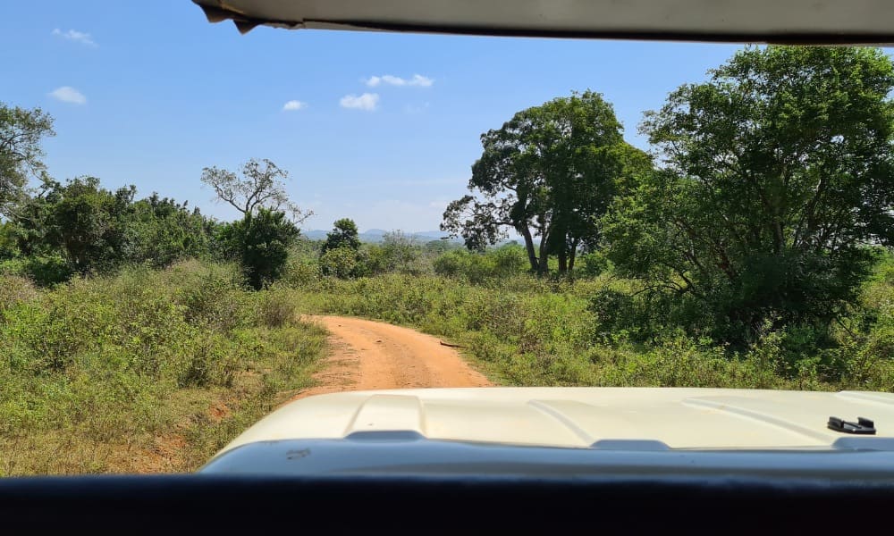 Jeep on a dirt track surrounded by dense green reserve