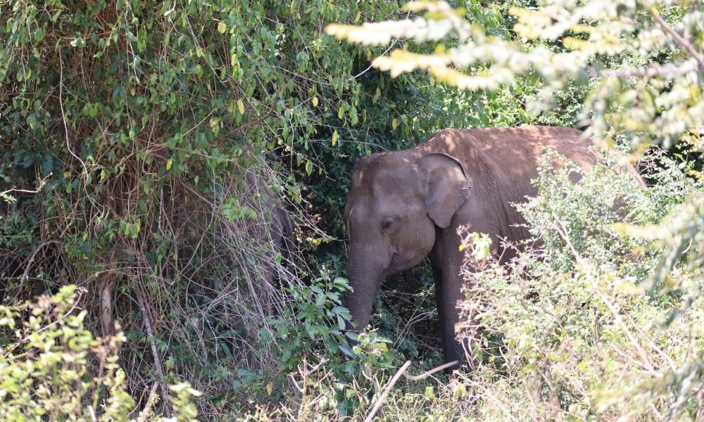 Two young elephants stood in shade surrounded by trees.