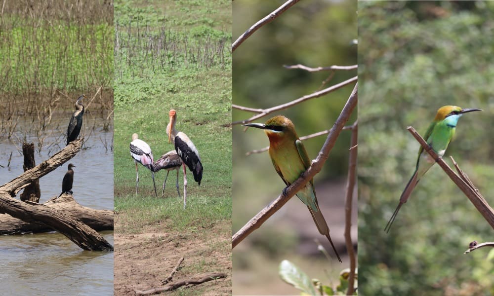 A selection of birds seen in Sri Lanka National Park