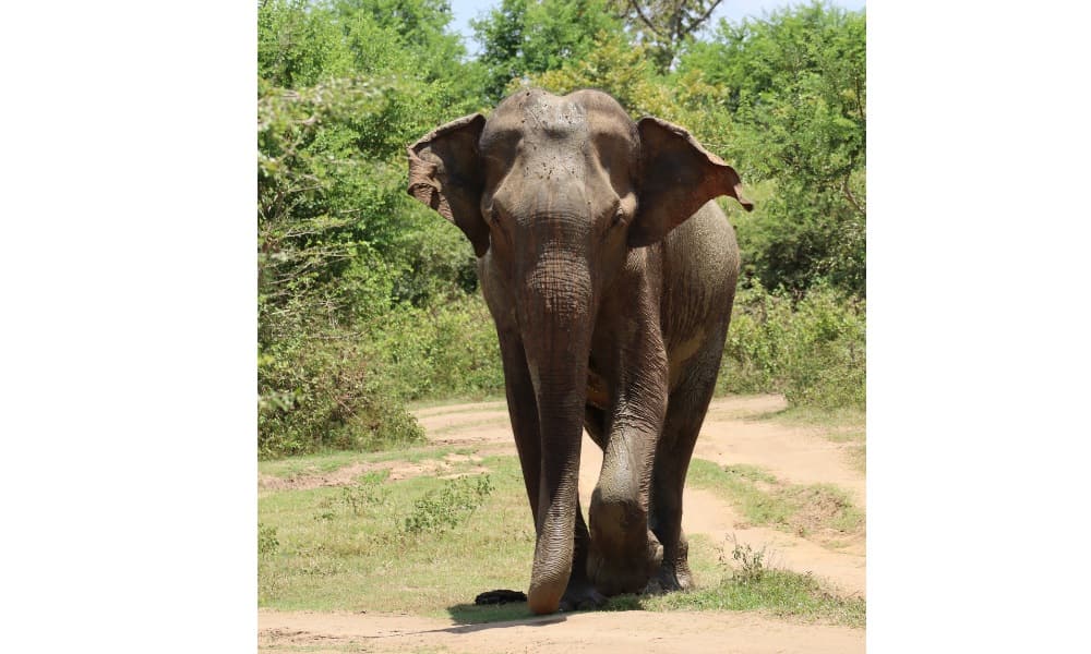 A large elephant walking forwards on a dirt path surrounded by green hedges.