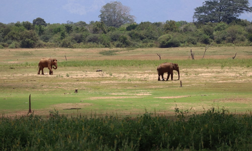 Two elephants roaming the plains at Udawalawe National Park Sri Lanka