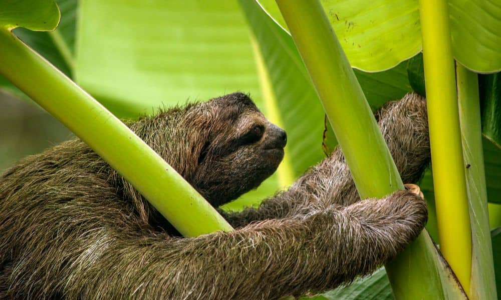 A sloth reaching through leaves