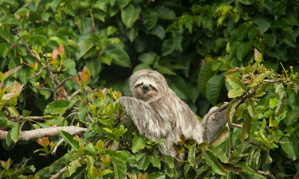 A sloth sitting in a tree surrounded by green leaves.