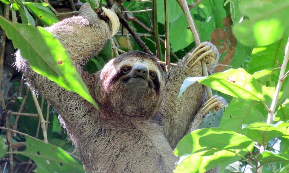 Three toed sloth hanging in a tree somewhere in Costa Rica